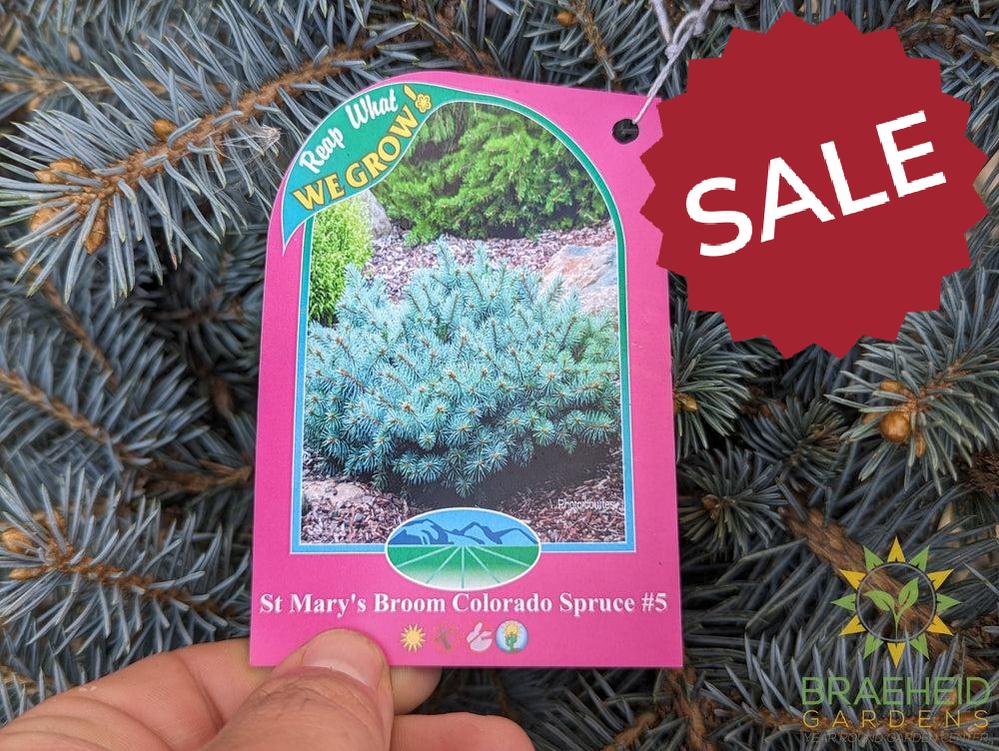 St Mary's Broom Colorado Spruce