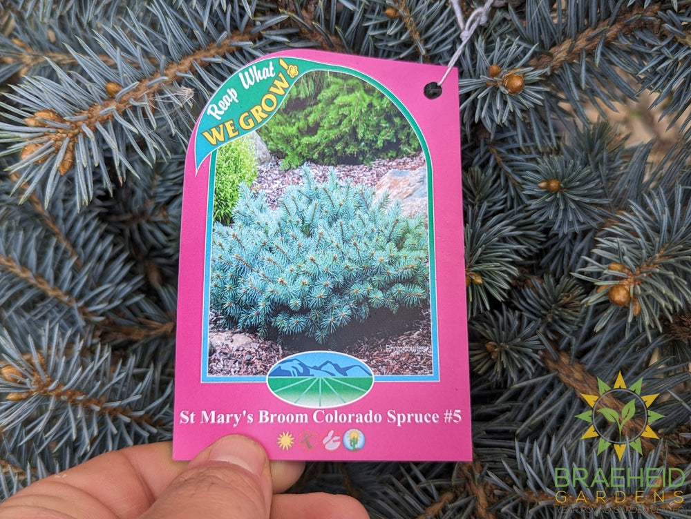 St Mary's Broom Colorado Spruce