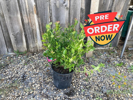 Buy St. Cloud Blueberry an Edible Shrub in Grande Prairie Alberta - Braeheid Gardens Ltd.