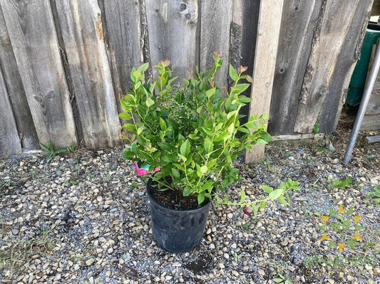 Buy St. Cloud Blueberry an Edible Shrub in Grande Prairie Alberta - Braeheid Gardens Ltd.