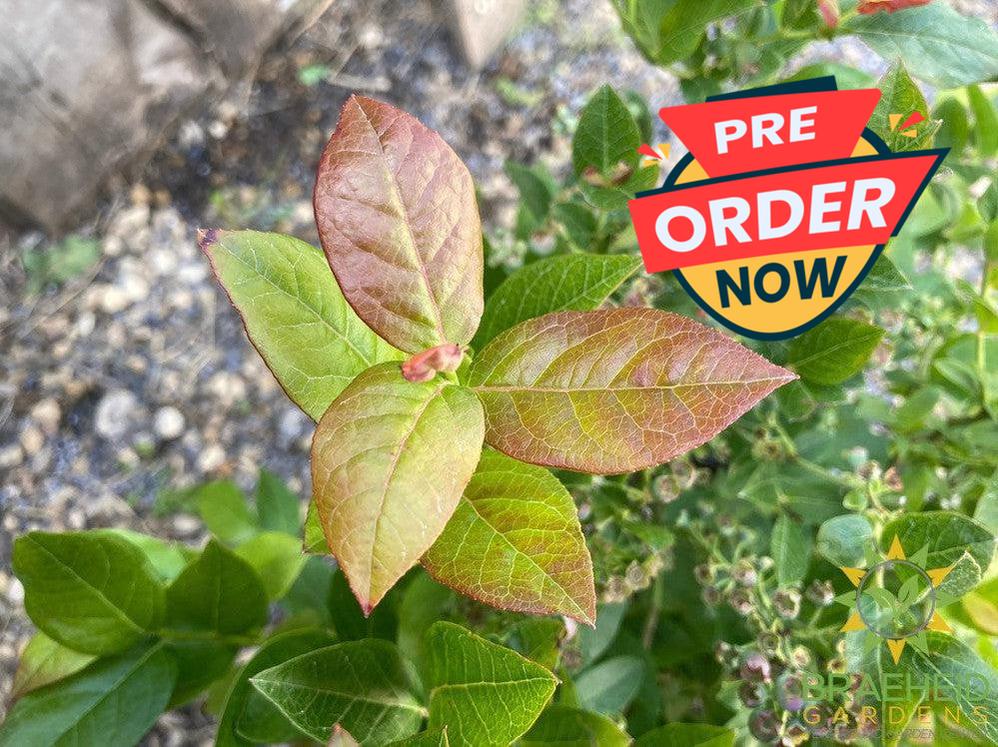 Buy St. Cloud Blueberry an Edible Shrub in Grande Prairie Alberta - Braeheid Gardens Ltd.