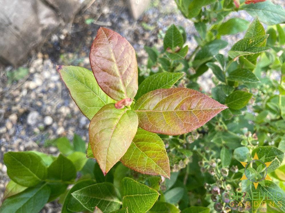 Buy St. Cloud Blueberry an Edible Shrub in Grande Prairie Alberta - Braeheid Gardens Ltd.