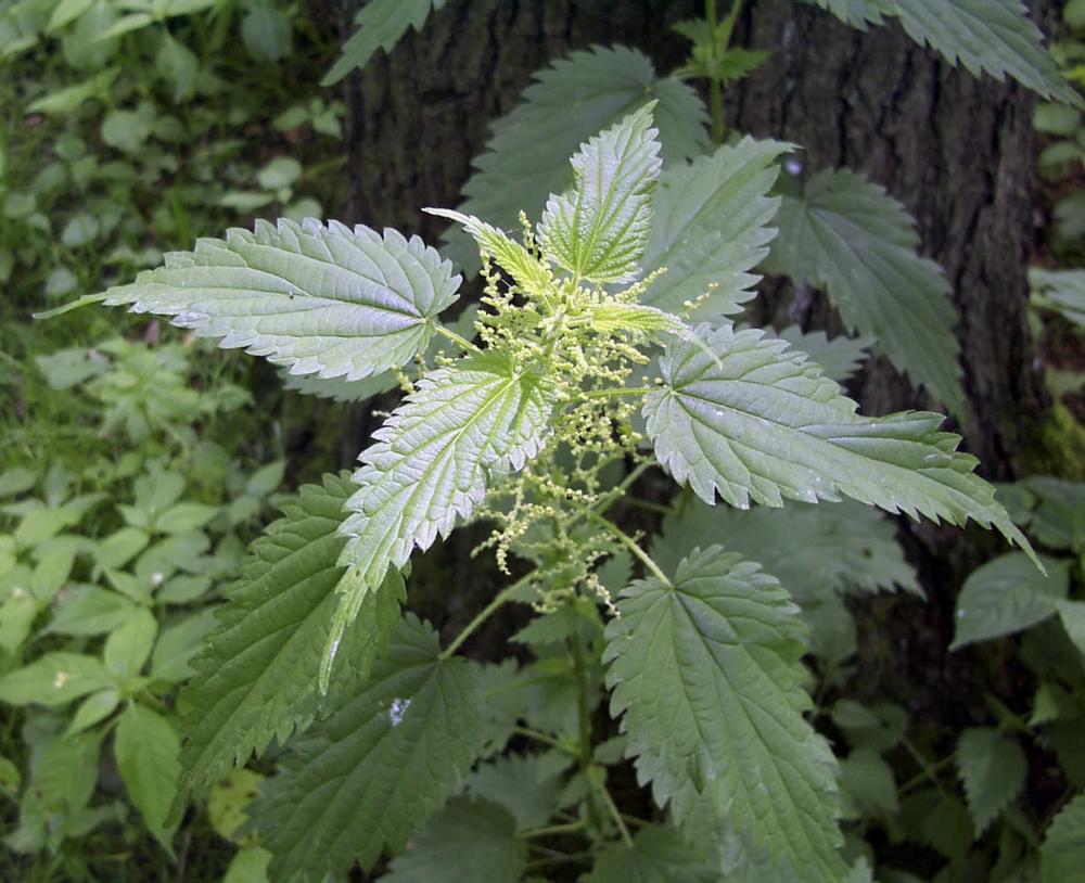 Stinging Nettle Rootstock