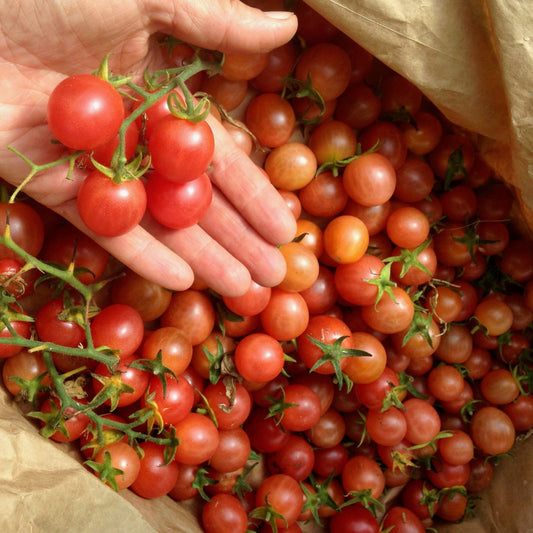 Strawberry Cherry Tomato