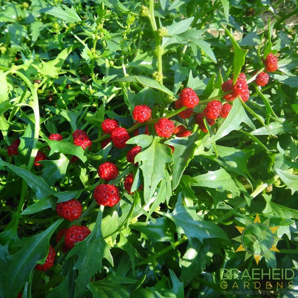 Strawberry Spinach