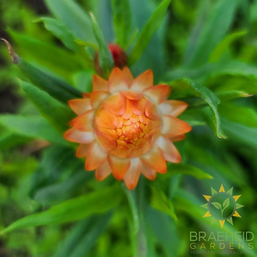 Strawflower