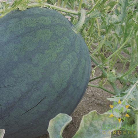 Sugar Baby Watermelon