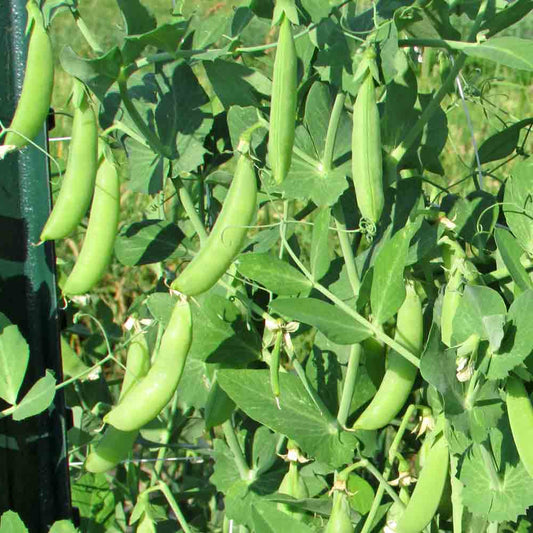 Sugar Anne Snap Pea