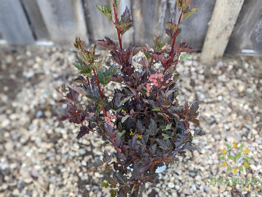 Summer Wine Ninebark