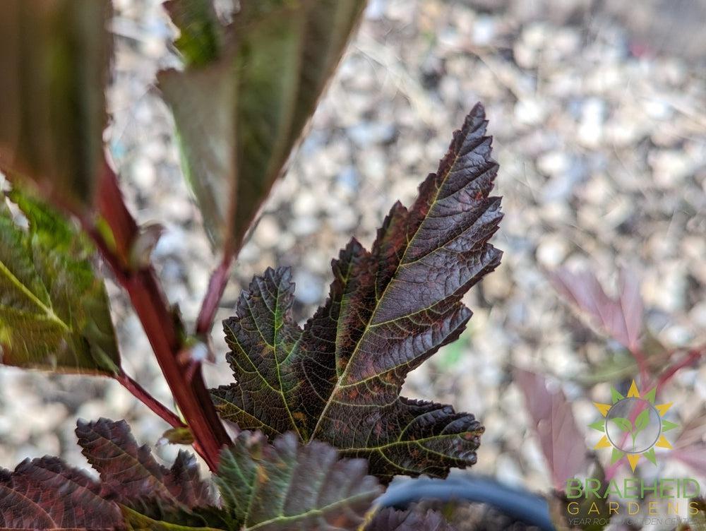 Summer Wine Ninebark