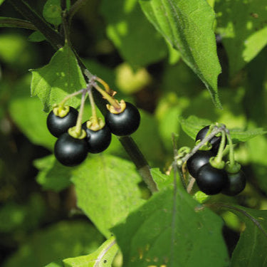 The Berry Delicious Collection