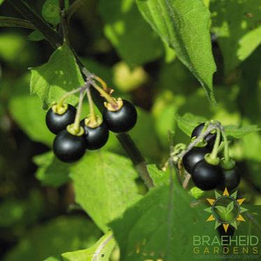 Sunberry