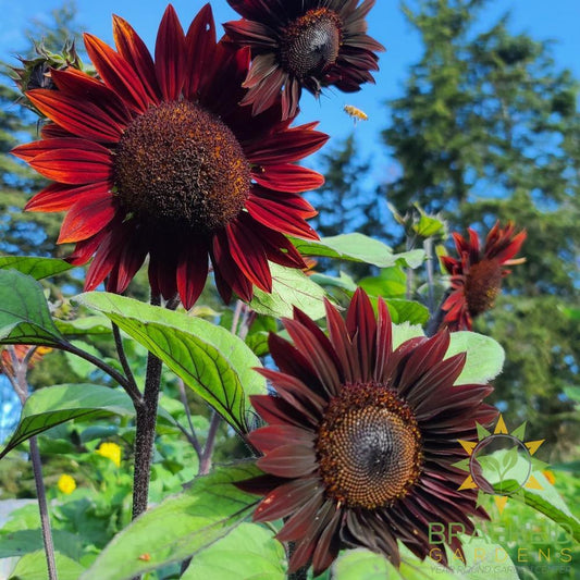 Sunflower Mix