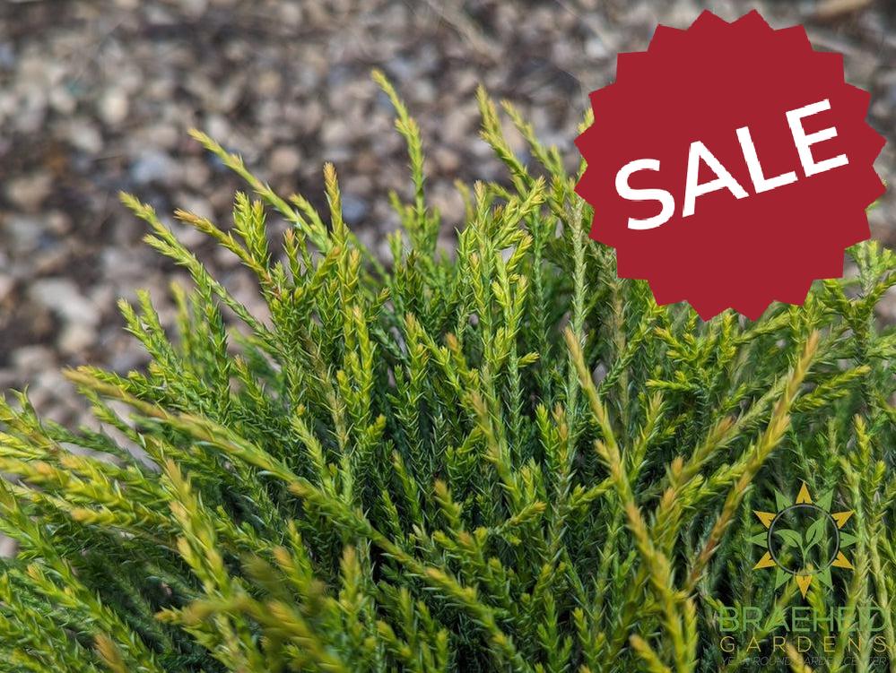 Sungold False Cypress