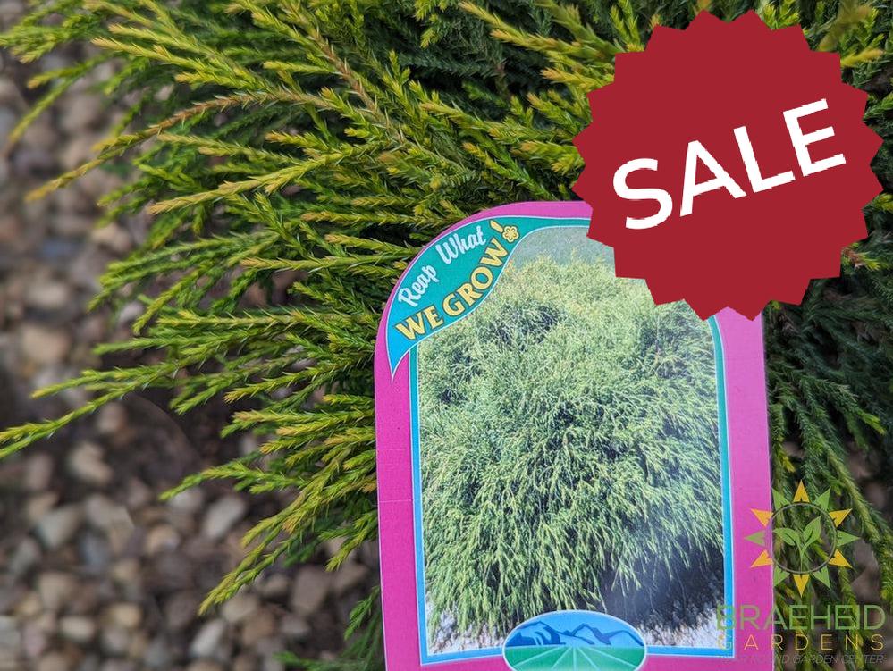Sungold False Cypress