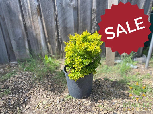 Sunsation® Japanese Barberry