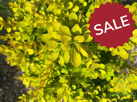 Sunsation® Japanese Barberry