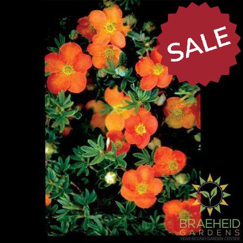 Sunset Potentilla