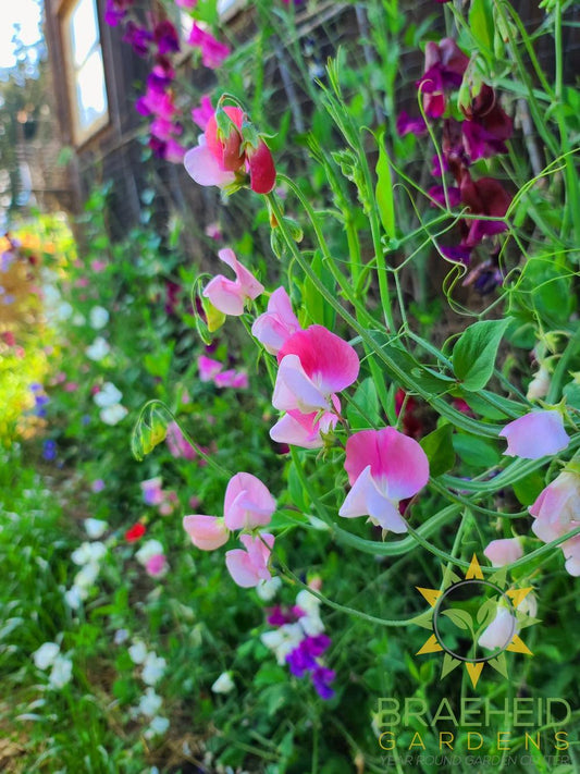 Sweet Pea Mix