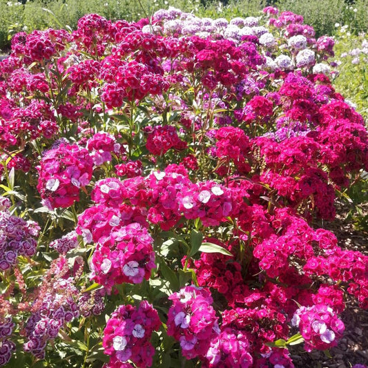 Sweet William