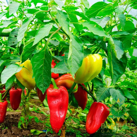 Sweet Pepper Mix