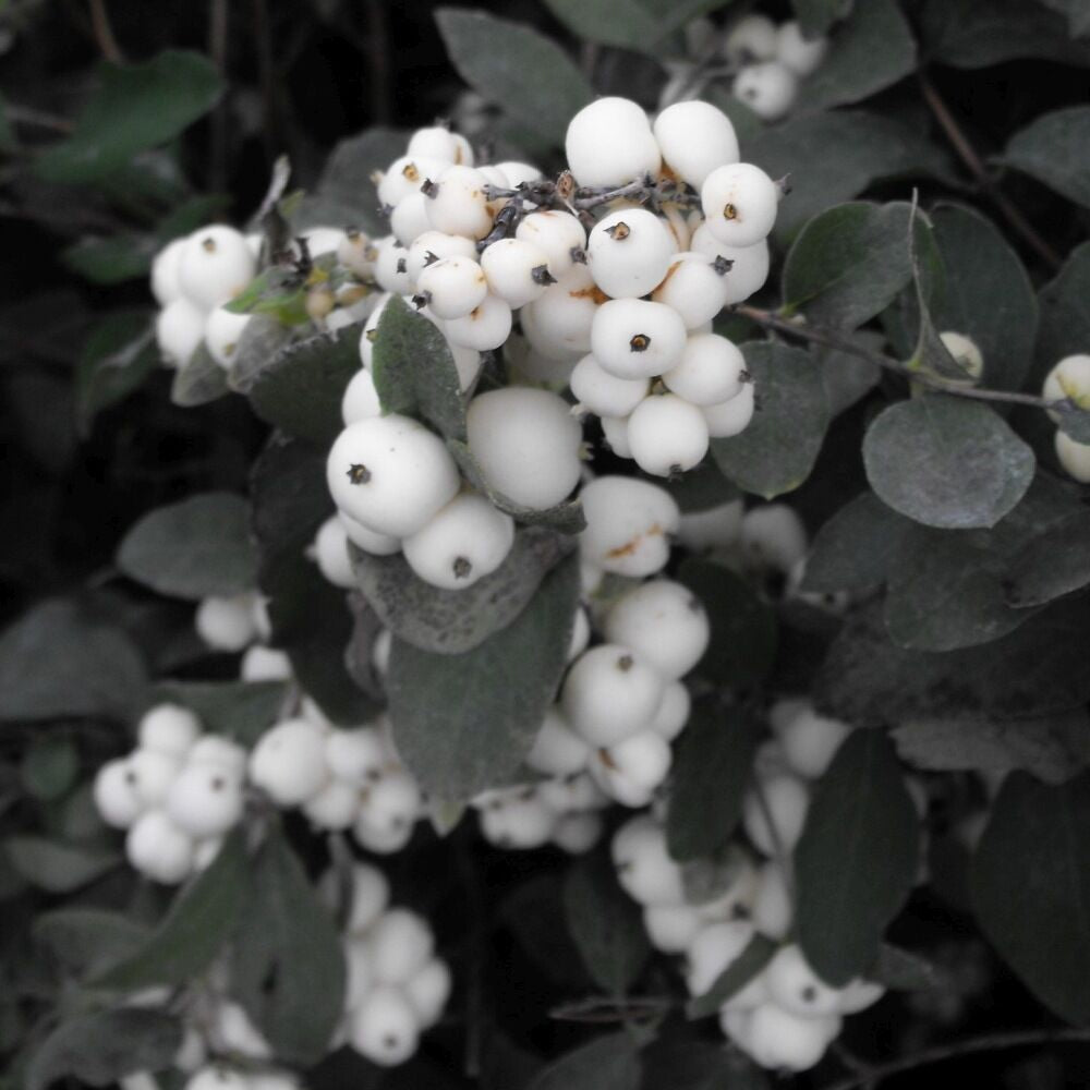 White Snowberry