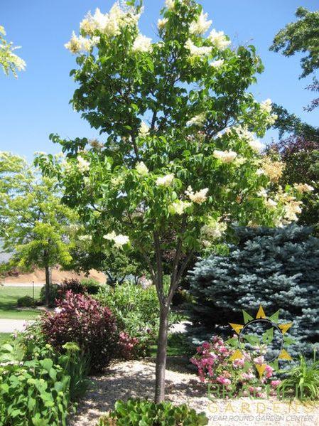 Ivory Silk Japanese Tree Lilac- Tree for sale, Grown in Grande Prairie -Braeheid Gardens Ltd. on Emerson Trail