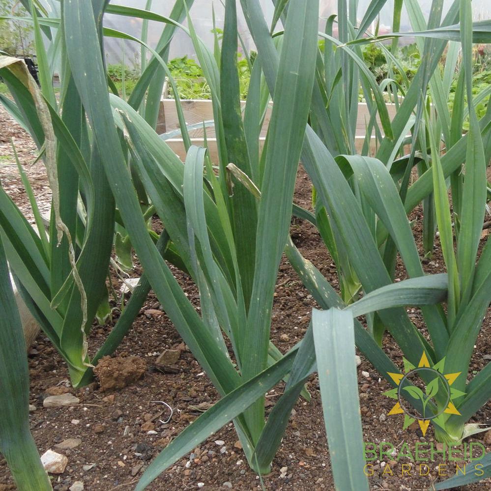 Tadorna Leek