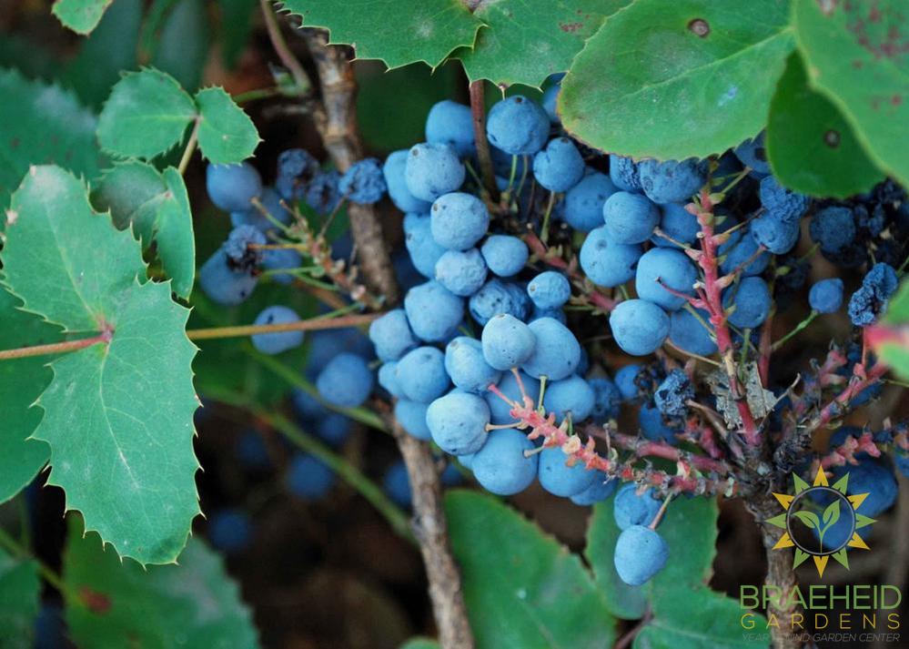Tall Oregon Grape