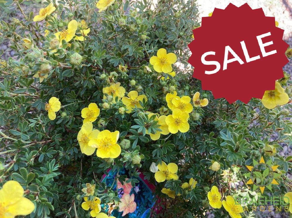 Tangerine Potentilla