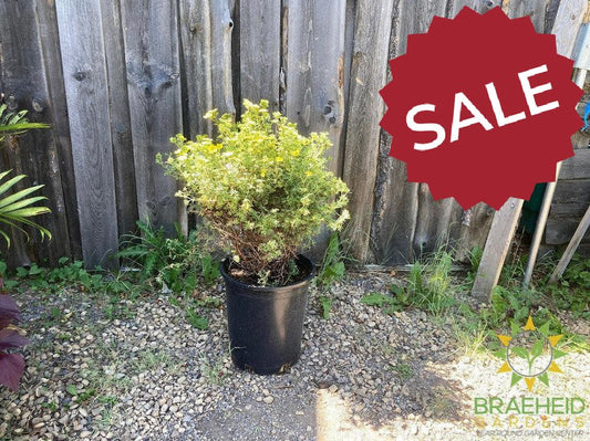 Tangerine Potentilla