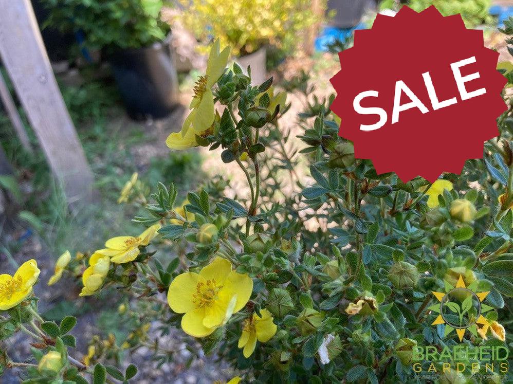 Tangerine Potentilla
