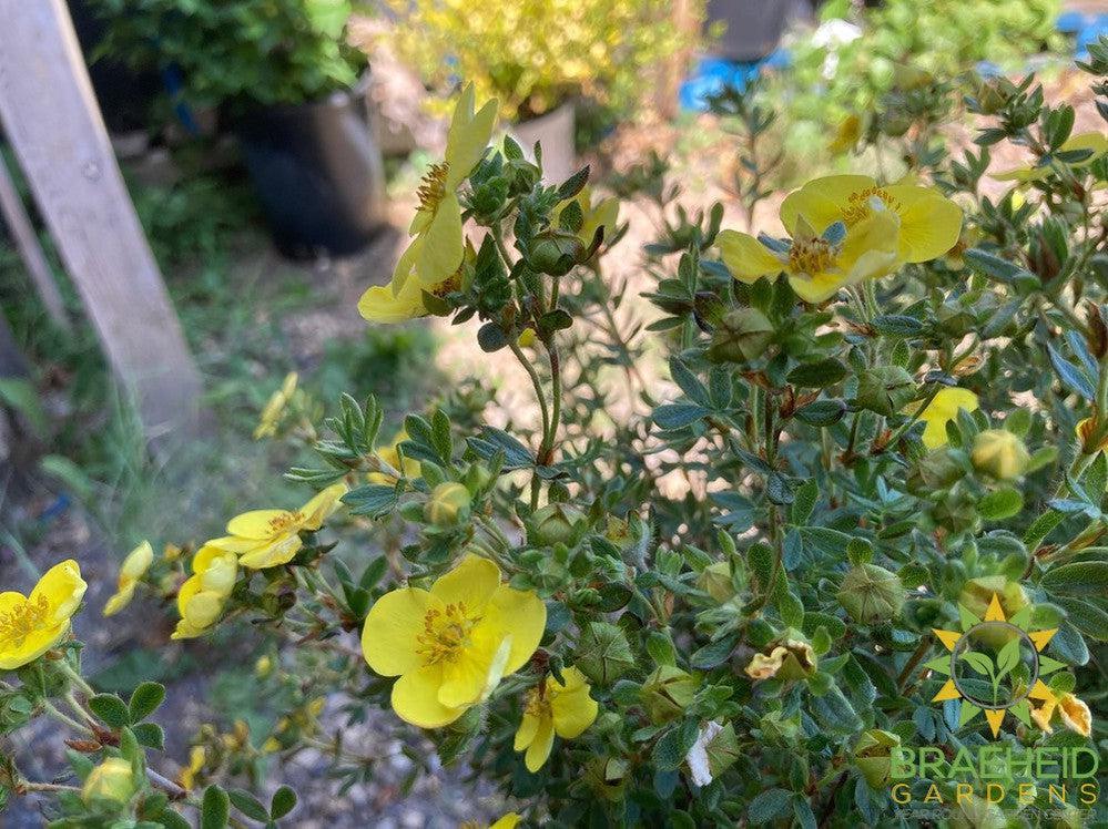 Tangerine Potentilla