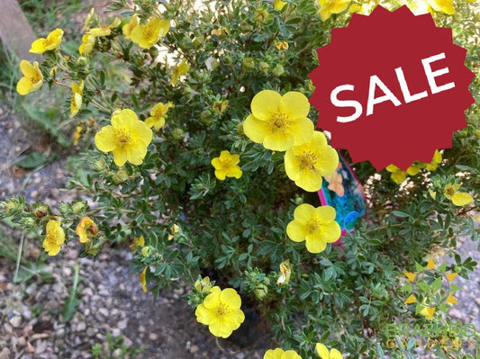 Tangerine Potentilla