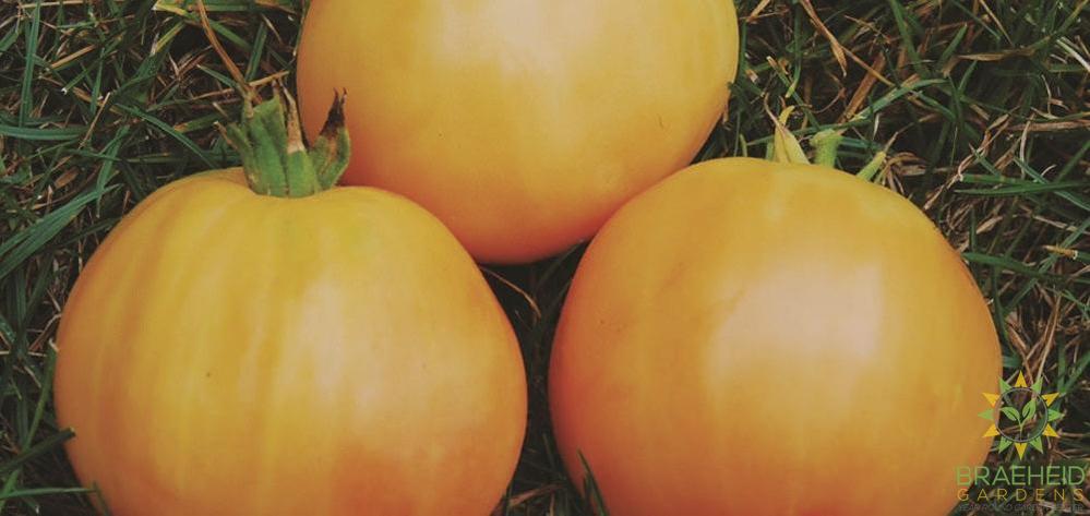Yellow Taxi Tomato
