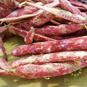 Taylor Horticultural Bush Bean