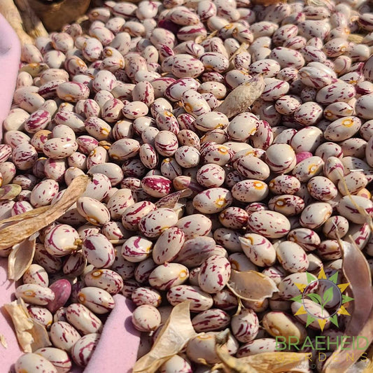 Taylor Horticultural Bush Bean