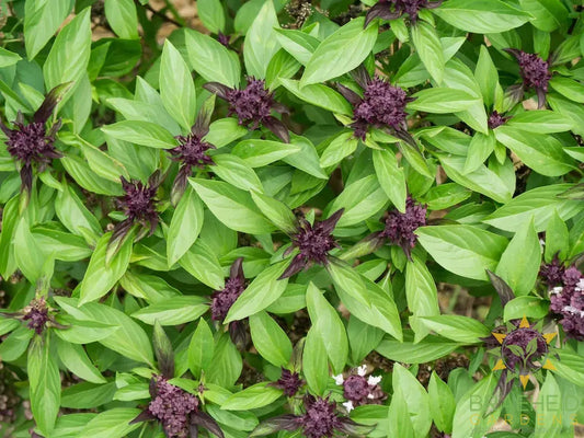 Thai & Holy Basil Mix
