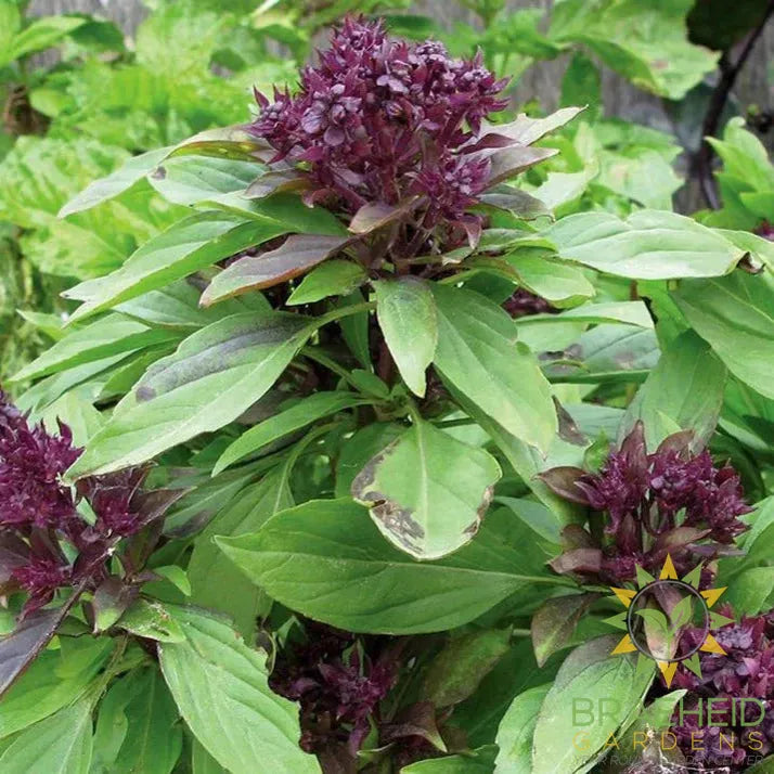 Thai Basil