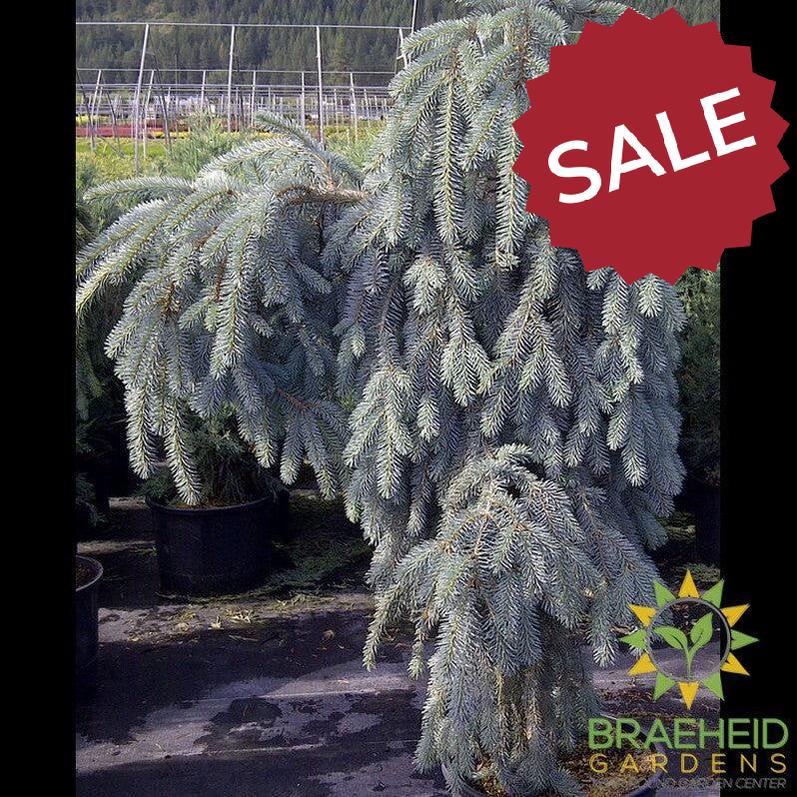 The Blues Weeping Colorado Spruce