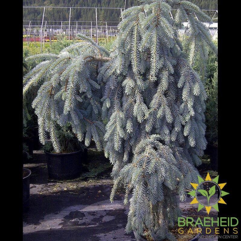 The Blues Weeping Colorado Spruce