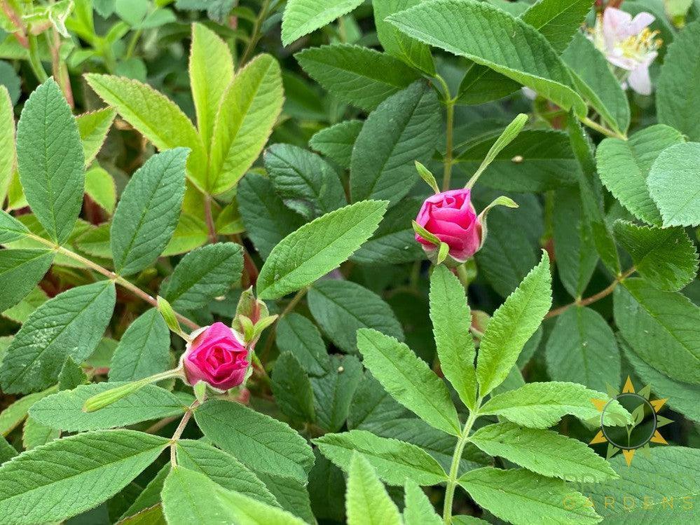 Therese Bugnet Rose