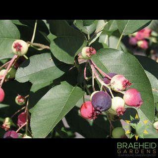 Buy Thiessen Saskatoon an Edible Shrub in Grande Prairie Alberta - Braeheid Gardens Ltd.