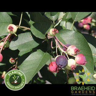 Buy Thiessen Saskatoon an Edible Shrub in Grande Prairie Alberta - Braeheid Gardens Ltd.