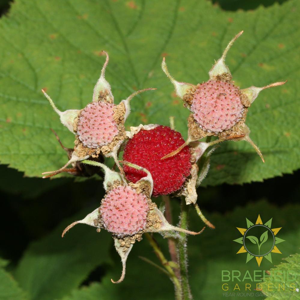 Thimbleberry