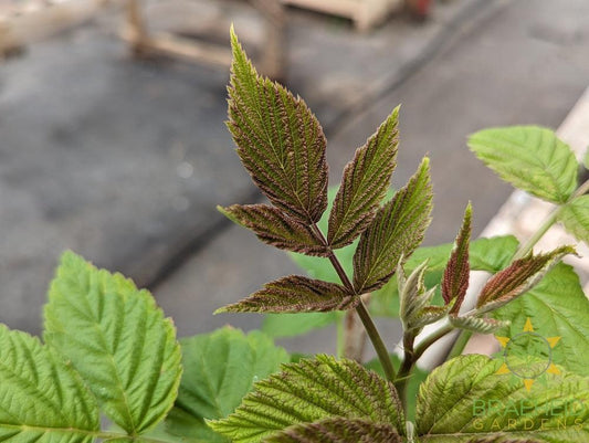 Buy Thornless Raspberry Joan J an Edible Shrub in Grande Prairie Alberta - Braeheid Gardens Ltd.