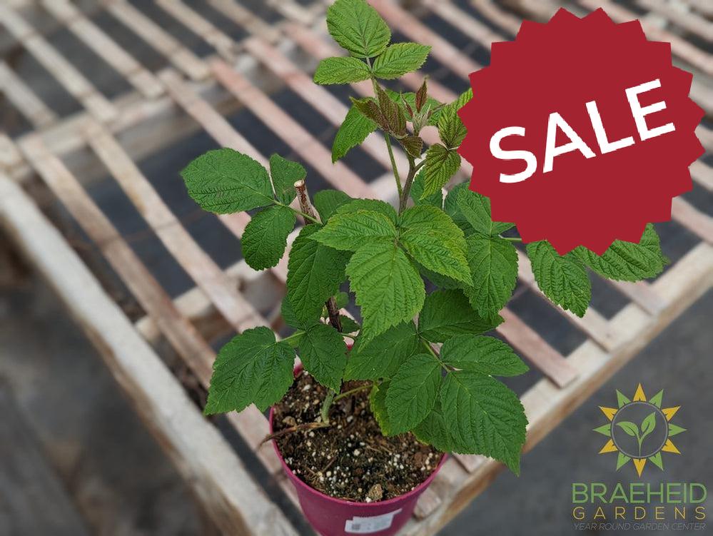 Buy Thornless Raspberry Joan J an Edible Shrub in Grande Prairie Alberta - Braeheid Gardens Ltd.