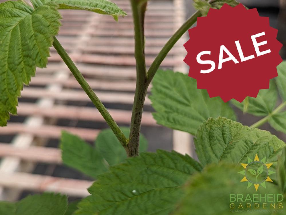 Buy Thornless Raspberry Joan J an Edible Shrub in Grande Prairie Alberta - Braeheid Gardens Ltd.