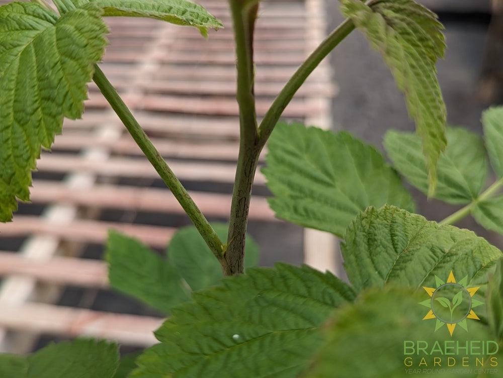 Buy Thornless Raspberry Joan J an Edible Shrub in Grande Prairie Alberta - Braeheid Gardens Ltd.