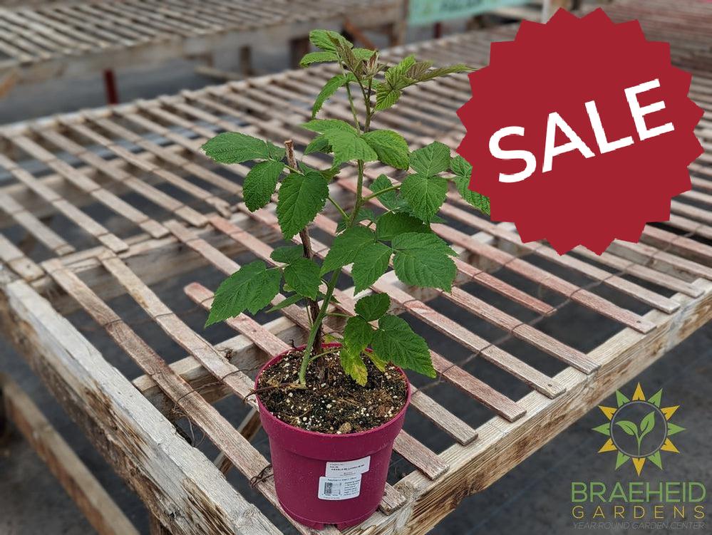 Buy Thornless Raspberry Joan J an Edible Shrub in Grande Prairie Alberta - Braeheid Gardens Ltd.